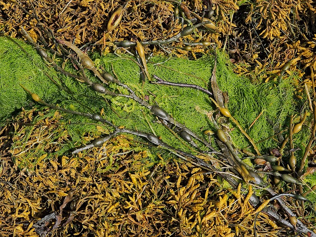 Irský mech jako potravina